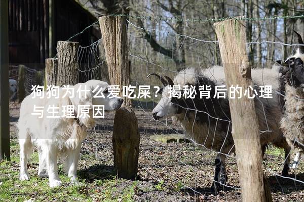 狗狗為什么愛吃屎？揭秘背后的心理與生理原因