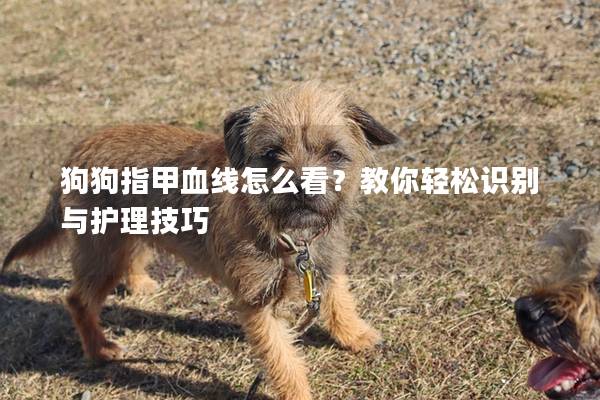 狗狗指甲血線怎么看?教你輕松識別與護理技巧 狗狗指甲血線怎么看?教你輕松識別與護理技巧