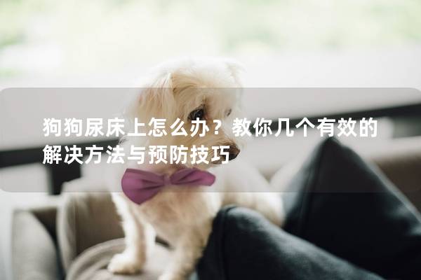 狗狗尿床上怎么辦？教你幾個有效的解決方法與預(yù)防技巧