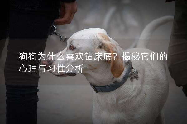 狗狗為什么喜歡鉆床底？揭秘它們的心理與習性分析