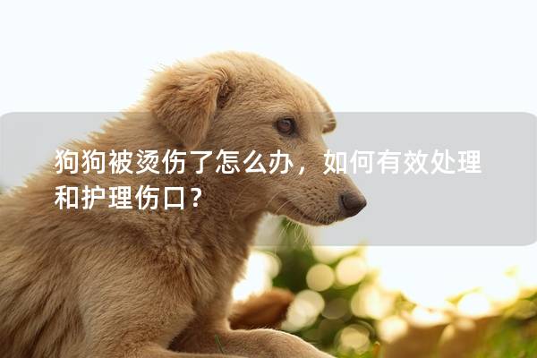 狗狗被燙傷了怎么辦，如何有效處理和護理傷口？
