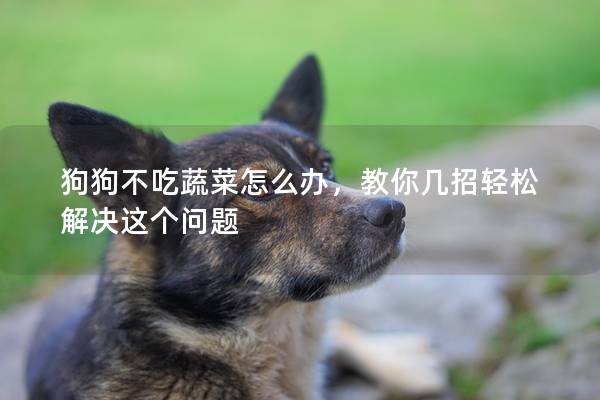 狗狗不吃蔬菜怎么辦，教你幾招輕松解決這個(gè)問題