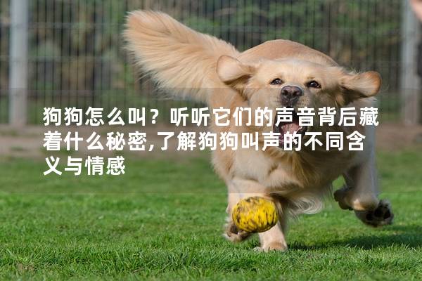 狗狗怎么叫？聽聽它們的聲音背后藏著什么秘密,了解狗狗叫聲的不同含義與情感