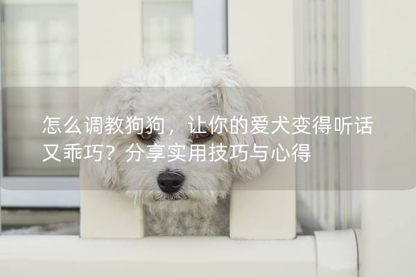 怎么調教狗狗，讓你的愛犬變得聽話又乖巧？分享實用技巧與心得