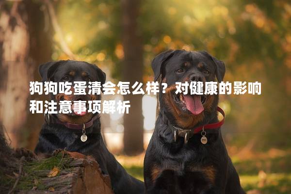 狗狗吃蛋清會(huì)怎么樣？對健康的影響和注意事項(xiàng)解析