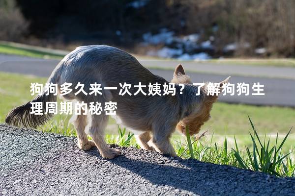 狗狗多久來(lái)一次大姨媽？了解狗狗生理周期的秘密