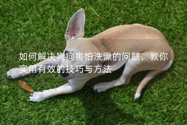 如何解決狗狗害怕洗澡的問(wèn)題，教你實(shí)用有效的技巧與方法