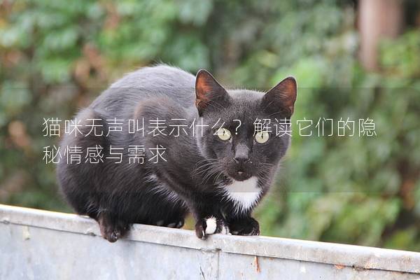 貓咪無(wú)聲叫表示什么？解讀它們的隱秘情感與需求