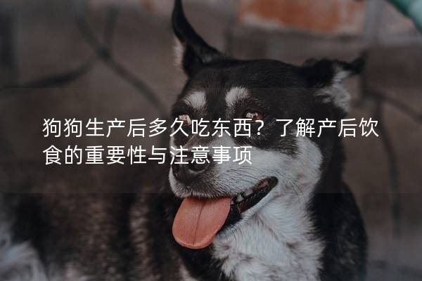 狗狗生產(chǎn)后多久吃東西？了解產(chǎn)后飲食的重要性與注意事項(xiàng)