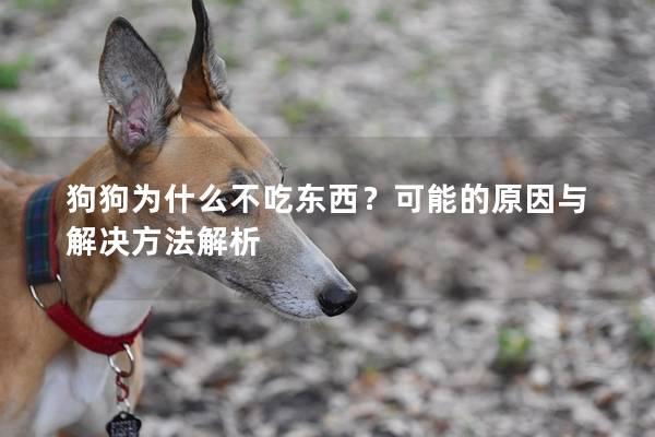 狗狗為什么不吃東西？可能的原因與解決方法解析