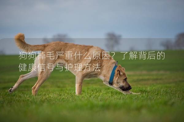 狗狗掉毛嚴重什么原因？了解背后的健康信號與護理方法