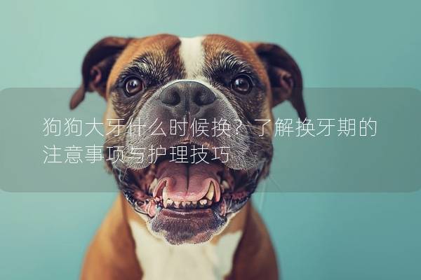 狗狗大牙什么時候換？了解換牙期的注意事項與護理技巧