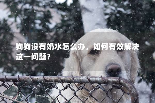 狗狗沒有奶水怎么辦，如何有效解決這一問題？