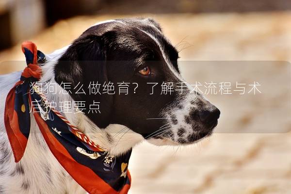 狗狗怎么做絕育？了解手術流程與術后護理要點