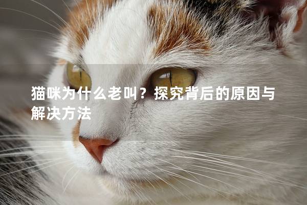 貓咪為什么老叫？探究背后的原因與解決方法