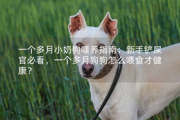 一個多月小奶狗喂養(yǎng)指南：新手鏟屎官必看，一個多月狗狗怎么喂食才健康？