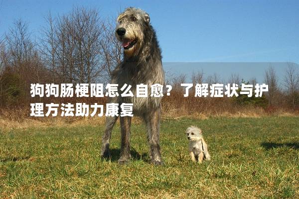 狗狗腸梗阻怎么自愈？了解癥狀與護理方法助力康復