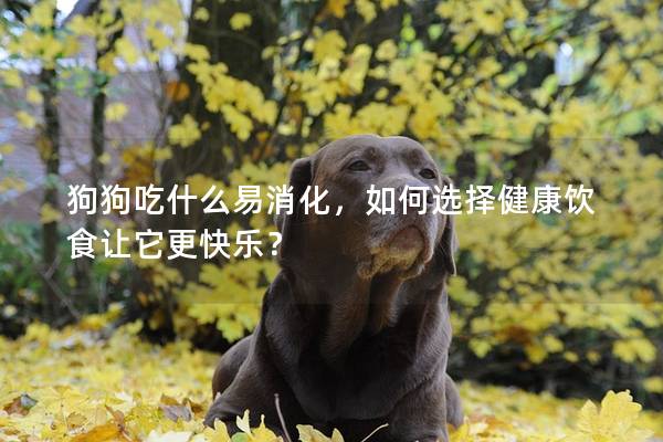狗狗吃什么易消化，如何選擇健康飲食讓它更快樂？
