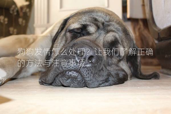 狗狗發情怎么處理？讓我們了解正確的方法與注意事項