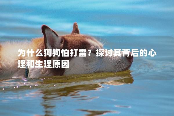 為什么狗狗怕打雷？探討其背后的心理和生理原因