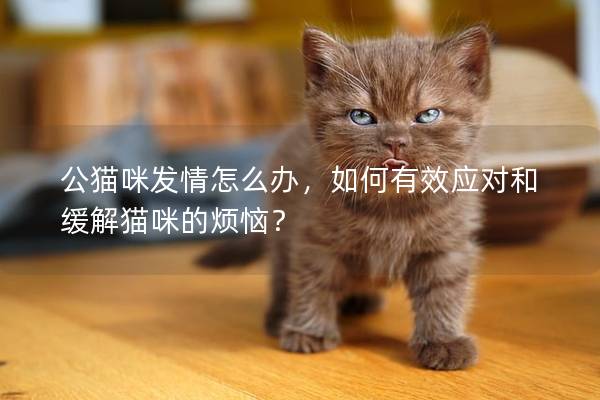 公貓咪發情怎么辦,如何有效應對和緩解貓咪的煩惱? 公貓咪發情怎么辦,如何有效應對和緩解貓咪的煩惱?