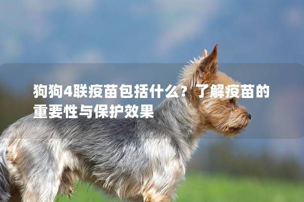 狗狗4聯疫苗包括什么？了解疫苗的重要性與保護效果