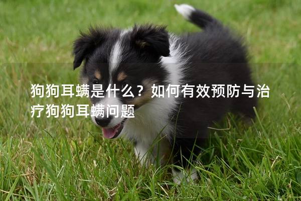 狗狗耳螨是什么？如何有效預防與治療狗狗耳螨問題