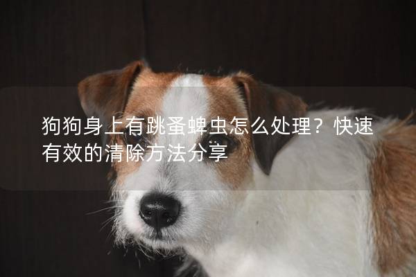 狗狗身上有跳蚤蜱蟲怎么處理?快速有效的清除方法分享 狗狗身上有跳蚤蜱蟲怎么處理?快速有效的清除方法分享