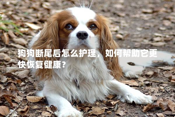 狗狗斷尾后怎么護(hù)理，如何幫助它更快恢復(fù)健康？