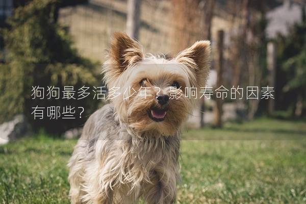 狗狗最多活多少年？影響壽命的因素有哪些？