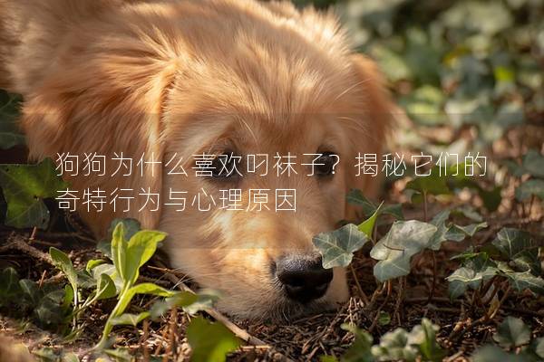 狗狗為什么喜歡叼襪子?揭秘它們的奇特行為與心理原因 狗狗為什么喜歡叼襪子?揭秘它們的奇特行為與心理原因