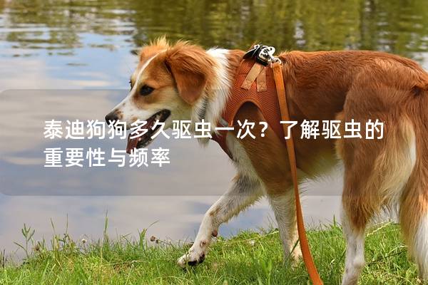 泰迪狗狗多久驅蟲一次？了解驅蟲的重要性與頻率