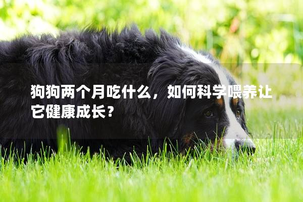 狗狗兩個月吃什么，如何科學喂養讓它健康成長？
