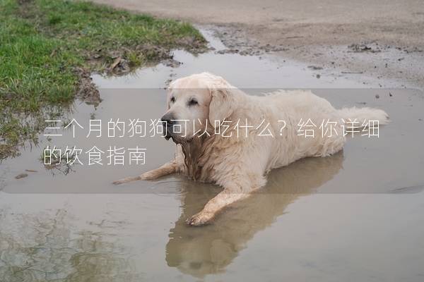 三個月的狗狗可以吃什么？給你詳細的飲食指南