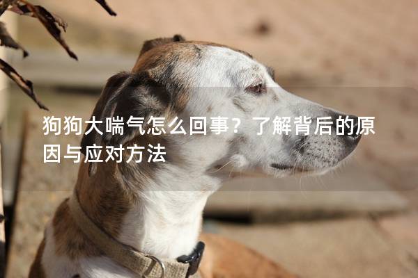 狗狗大喘氣怎么回事？了解背后的原因與應對方法