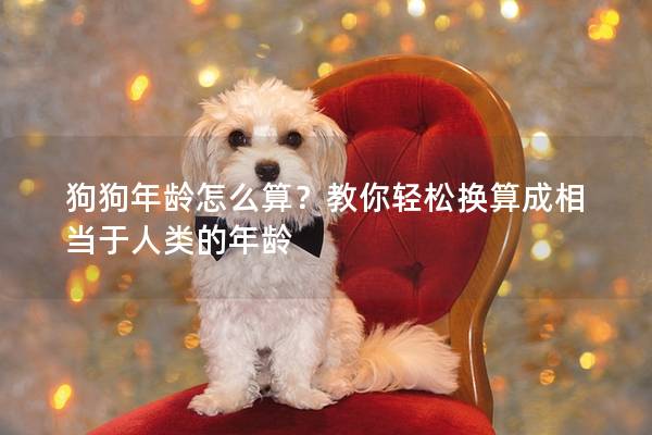 狗狗年齡怎么算？教你輕松換算成相當(dāng)于人類的年齡