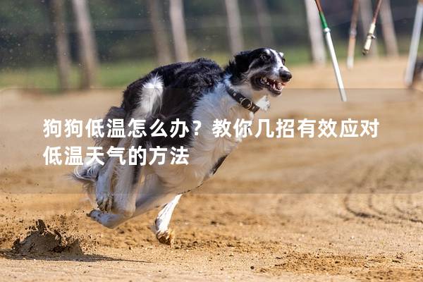 狗狗低溫怎么辦？教你幾招有效應對低溫天氣的方法