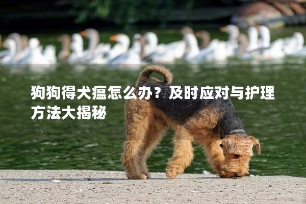 狗狗得犬瘟怎么辦？及時應對與護理方法大揭秘