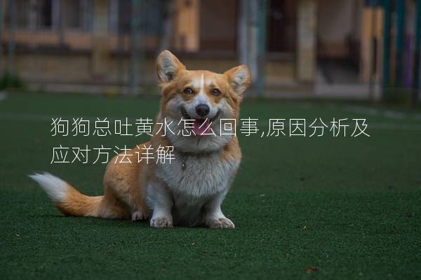 狗狗總吐黃水怎么回事,原因分析及應(yīng)對方法詳解