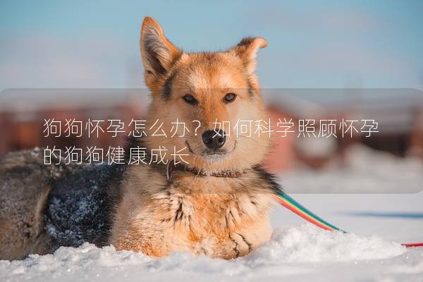 狗狗懷孕怎么辦？如何科學照顧懷孕的狗狗健康成長