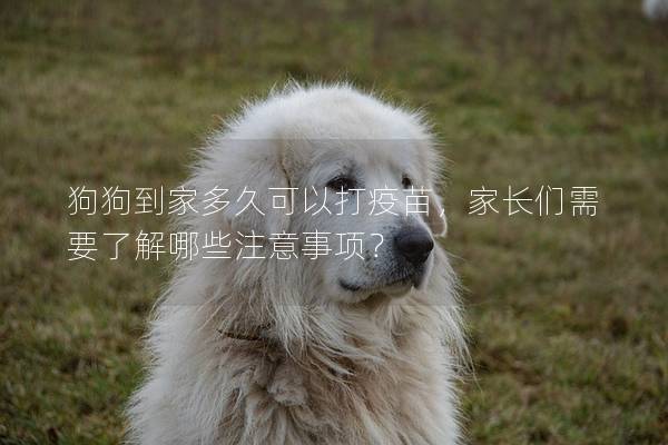 狗狗到家多久可以打疫苗，家長(zhǎng)們需要了解哪些注意事項(xiàng)？