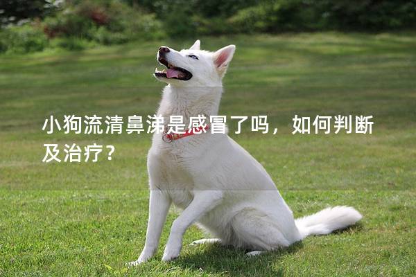 小狗流清鼻涕是感冒了嗎，如何判斷及治療？