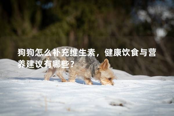 狗狗怎么補充維生素，健康飲食與營養建議有哪些？