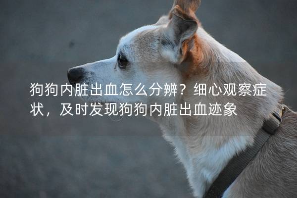 狗狗內(nèi)臟出血怎么分辨？細(xì)心觀察癥狀，及時(shí)發(fā)現(xiàn)狗狗內(nèi)臟出血跡象