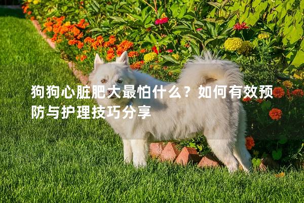 狗狗心臟肥大最怕什么？如何有效預防與護理技巧分享