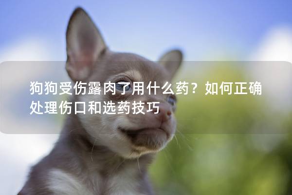 狗狗受傷露肉了用什么藥？如何正確處理傷口和選藥技巧