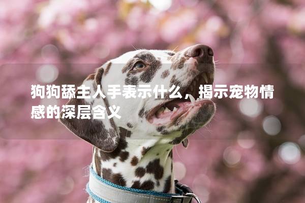 狗狗舔主人手表示什么，揭示寵物情感的深層含義