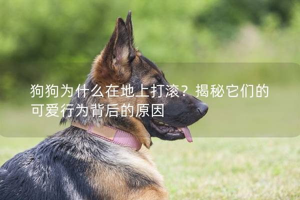 狗狗為什么在地上打滾？揭秘它們的可愛行為背后的原因