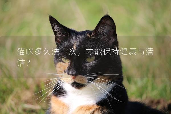 貓咪多久洗一次，才能保持健康與清潔？