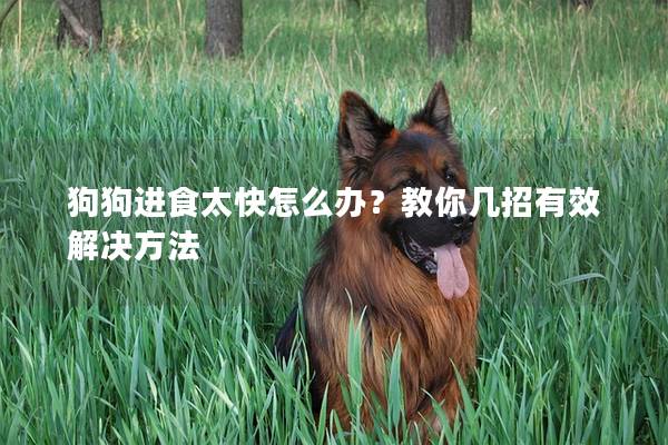 狗狗進食太快怎么辦？教你幾招有效解決方法
